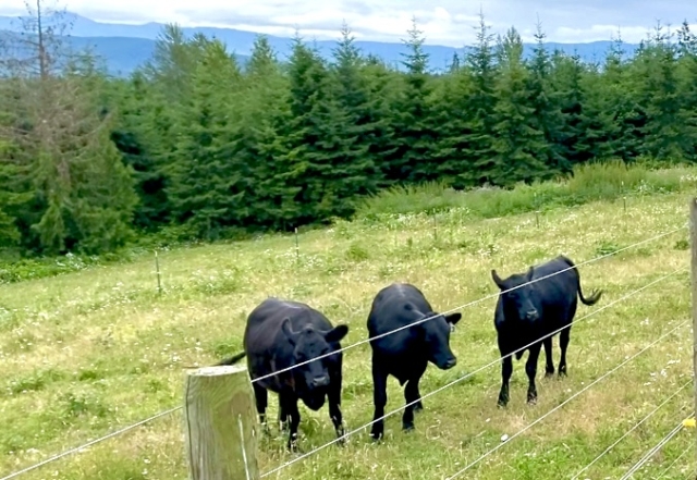 Winter View Lodge's Resident Cows