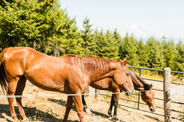 Winter View Lodge's Resident Horses